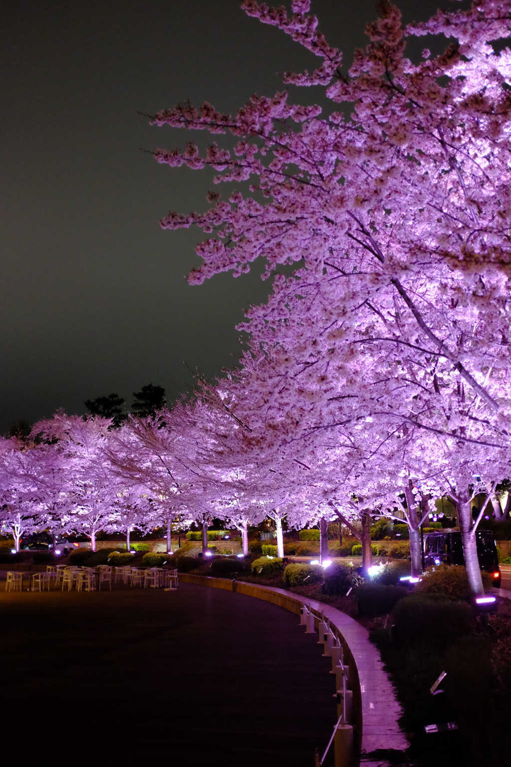 東京ミッドタウン桜通り