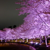 東京ミッドタウン桜通り