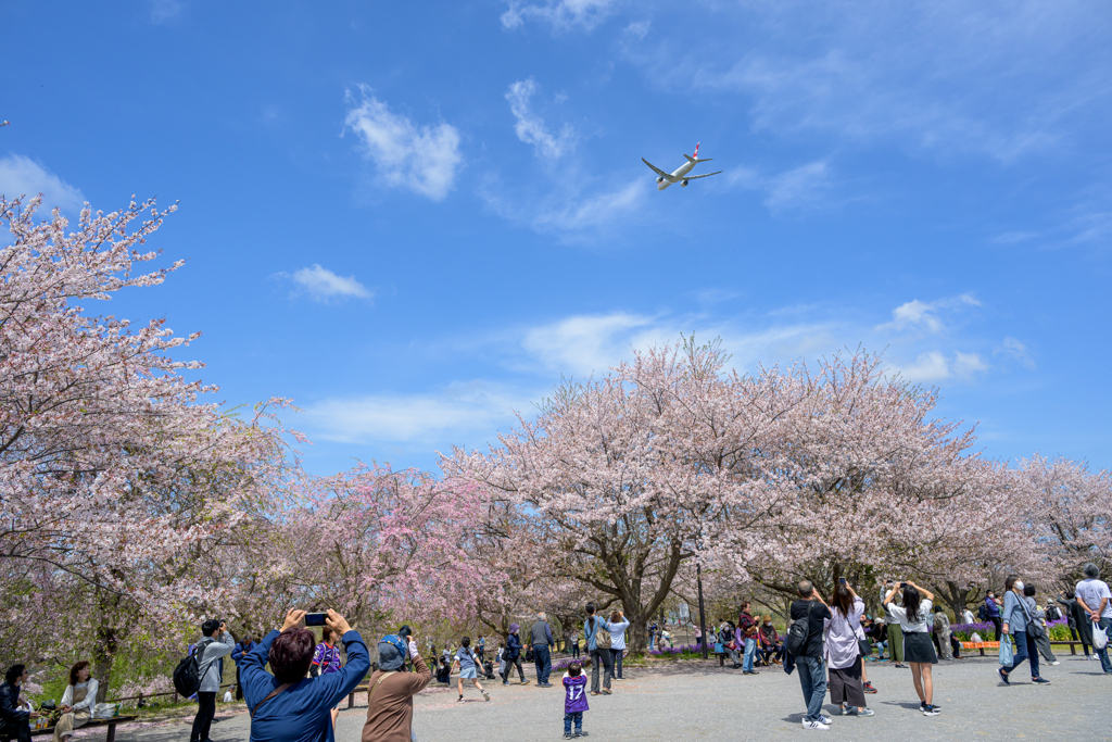 さくらの山公園