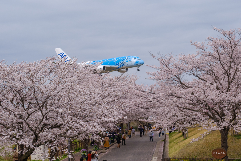 満開の桜とホヌ