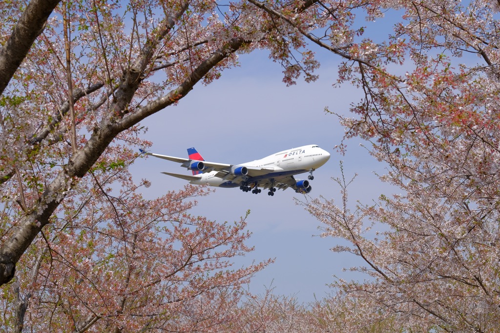 さくらの山公園