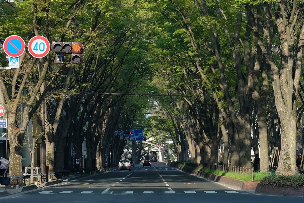並木道