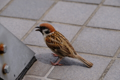 餌ちょうだい。。。