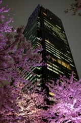 東京ミッドタウンと夜桜