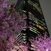 東京ミッドタウンと夜桜
