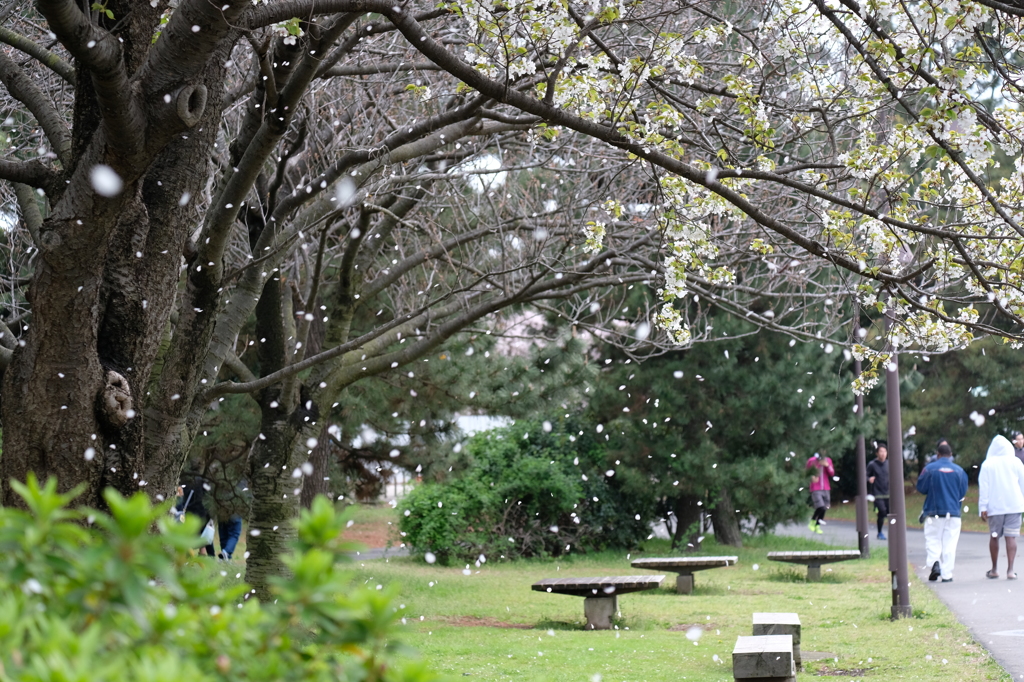 桜舞う