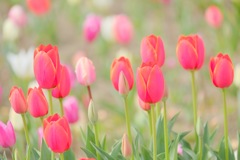 tulip