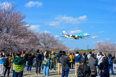 花よりホヌ
