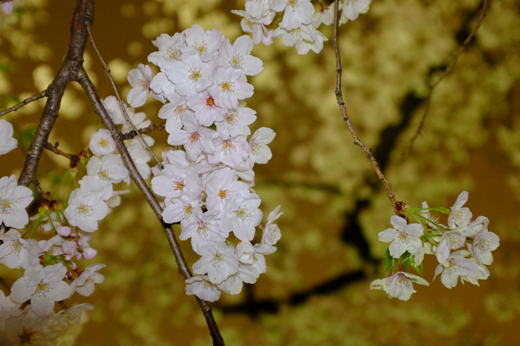 夜桜