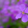 花大根