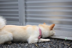 気になる気になる