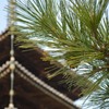法隆寺の松