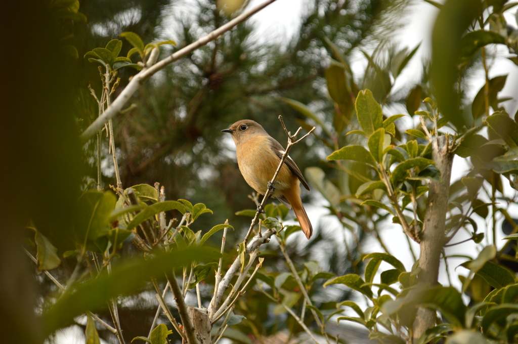 法起寺の野鳥