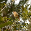 法起寺の野鳥