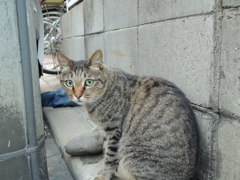 ノラ猫？