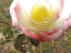 DSCN2176