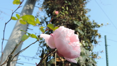 バラ