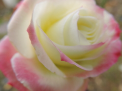 DSCN2173