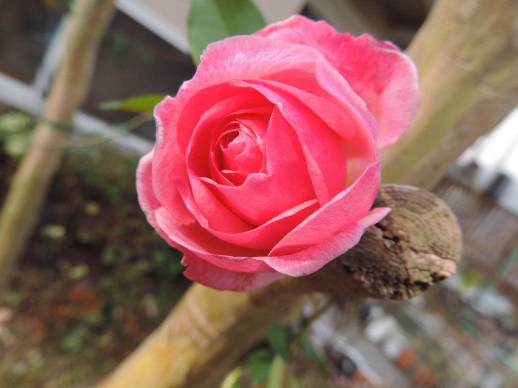 DSCN2194