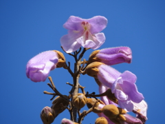 桐の花