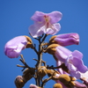 桐の花