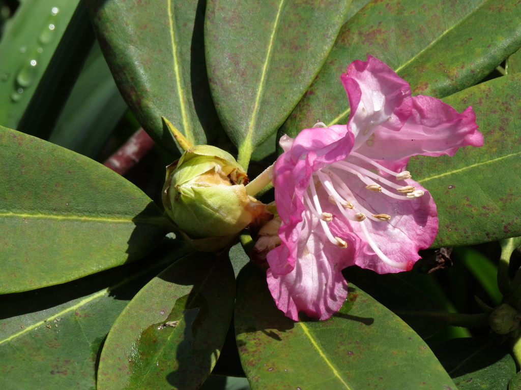 シャクナゲ、一花だけ開花