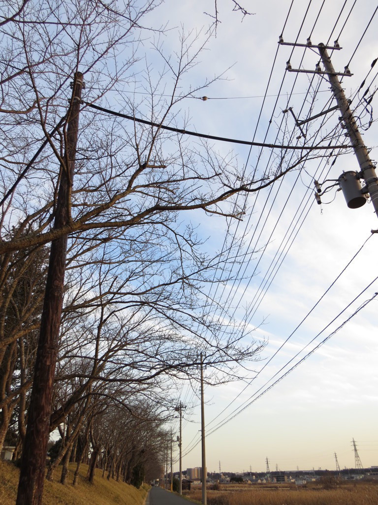 木製電柱見つけた