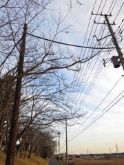 木製電柱見つけた