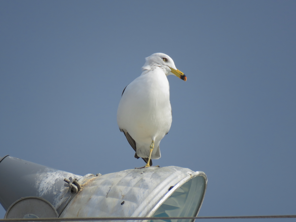 ウミネコ