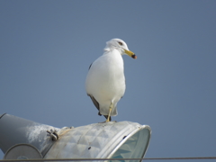 ウミネコ