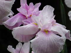 花菖蒲