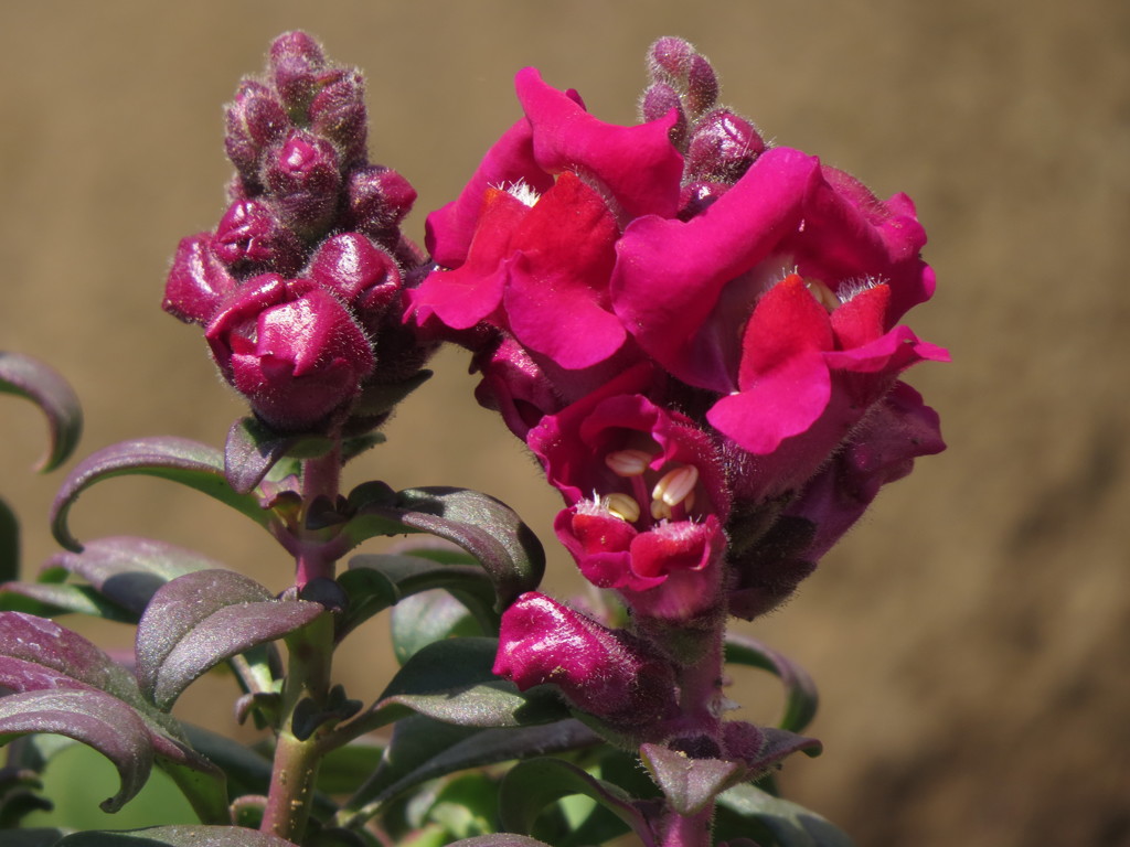 何という花でしょうか？