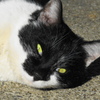 olhos de gato