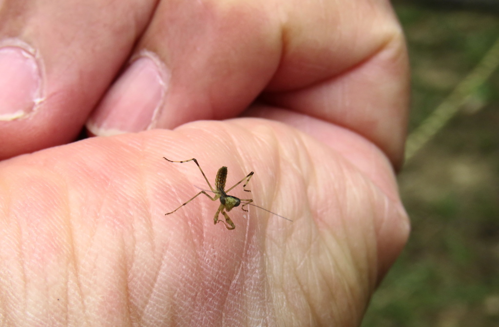 カマキリ幼虫