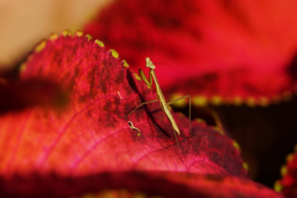 カマキリ