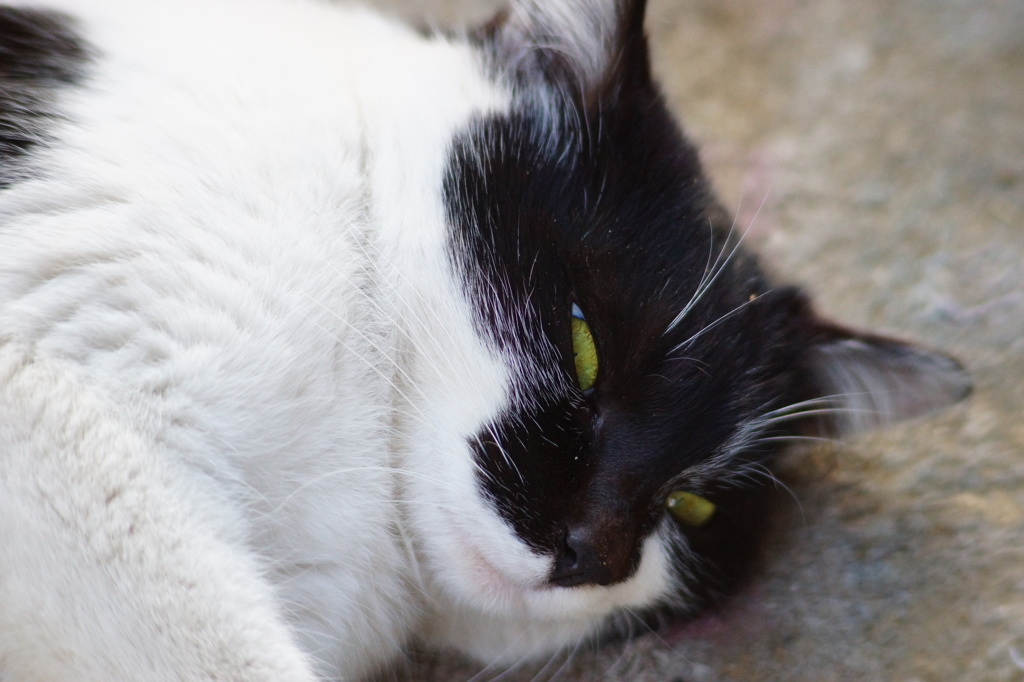 猫、オールドレンズ