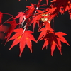 紅葉　2
