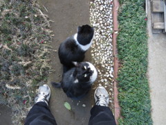 猫、通る邪魔をしないでよ