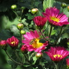 菊蜂