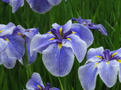 花菖蒲