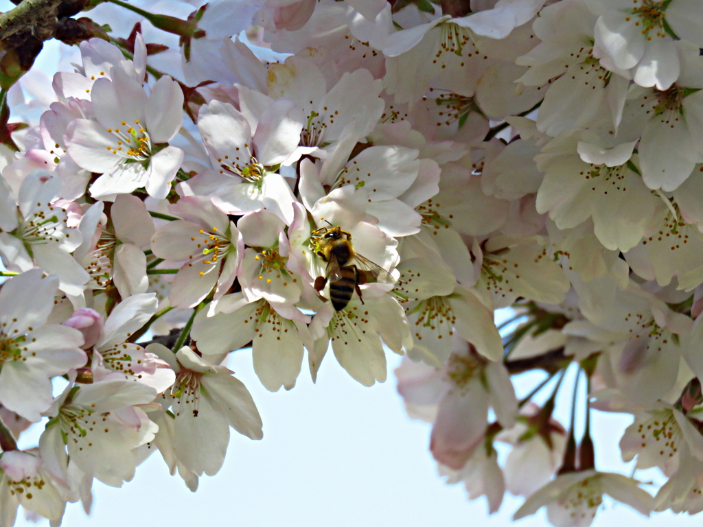 桜