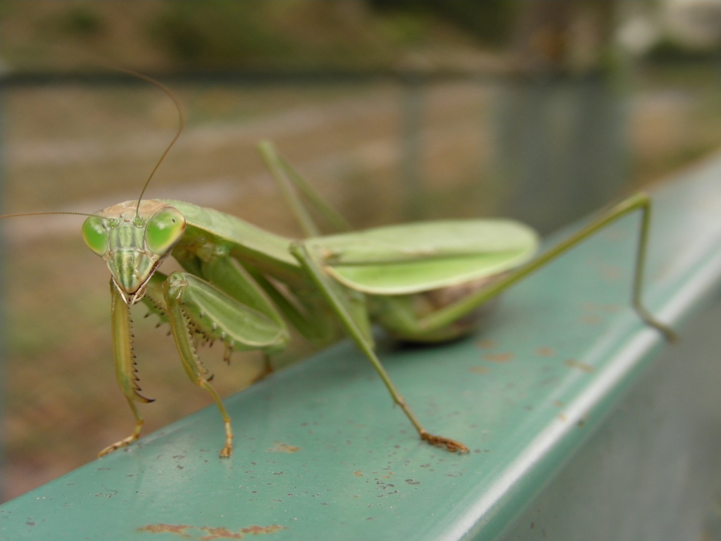 カマキリ　頂上対決　2