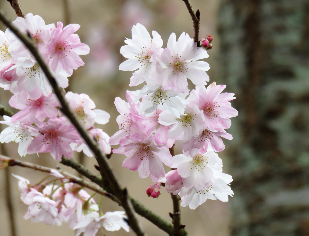 十月桜