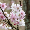 十月桜