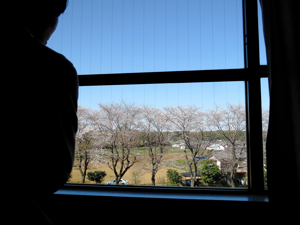 見える? 桜が咲き始めたよ
