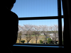 見える? 桜が咲き始めたよ