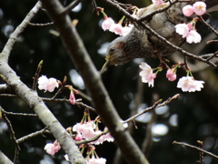大寒桜+ヒヨドリ