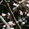 大寒桜+ヒヨドリ