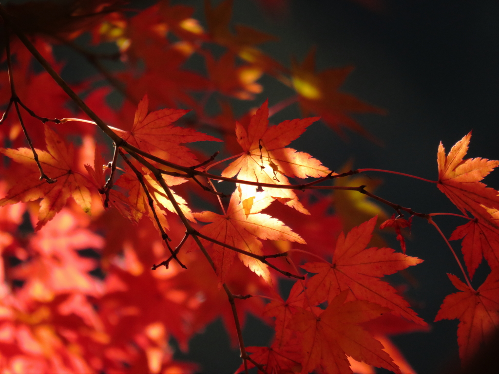 紅葉　3