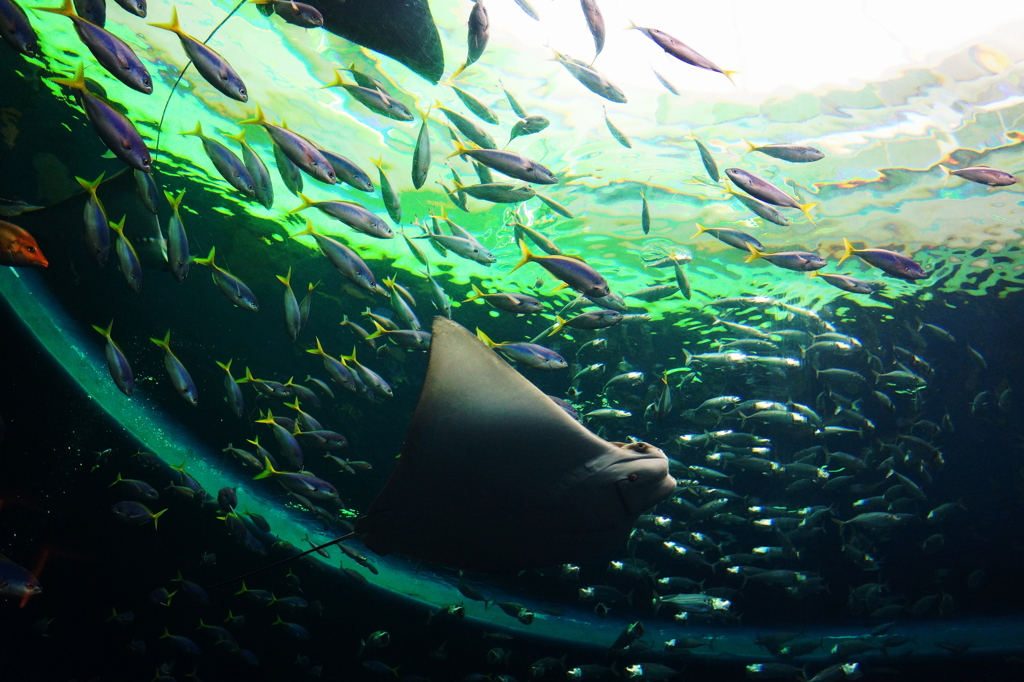 水族館